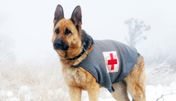 Rin Tin Tin