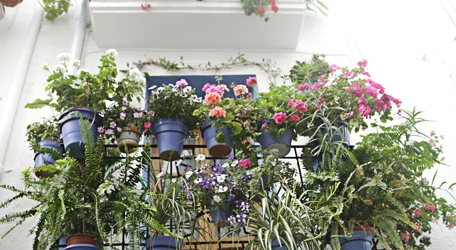 Najlepsze kwiaty na balkon – sprawdź, jak je wybrać!